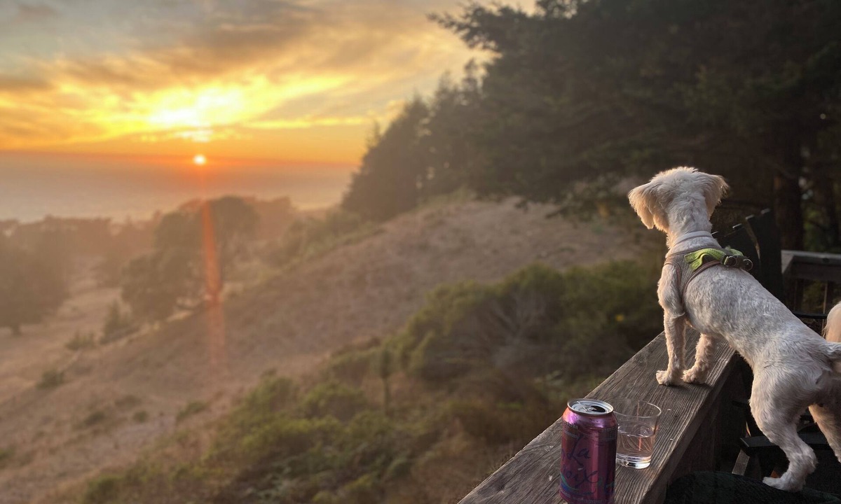 Sea Ranch Cabin | Seahorse Retreat - 3 bedroom cabin with Ocean Views, Tall Trees and Privacy