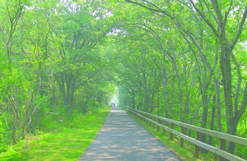 North Eastham House | Cape Cod Great Pond Nature Lover's House Rental in Eastham