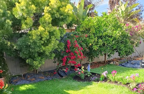 Bay Ho House | Private, peaceful retreat above Mission Bay near PB, La Jolla, UCSD. Garden view