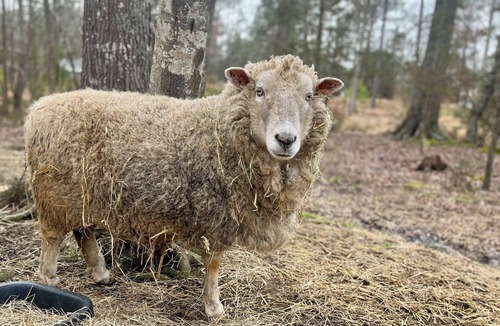 Pittsboro House | Relax in a Cozy, Skylit Yurt at a Farm Animal Sanctuary