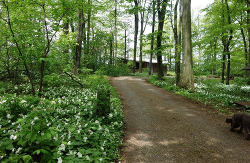 Northport Cottage | Waterfront cottage on 10 acre bluff overlooking Lake Michigan. Very Private,Pets