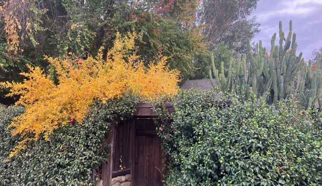 Charming 2-bedroom house steps from downtown Ojai.