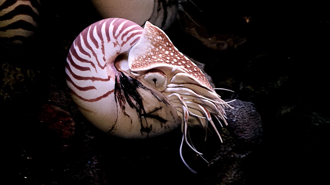 Photo of Others in Monterey
