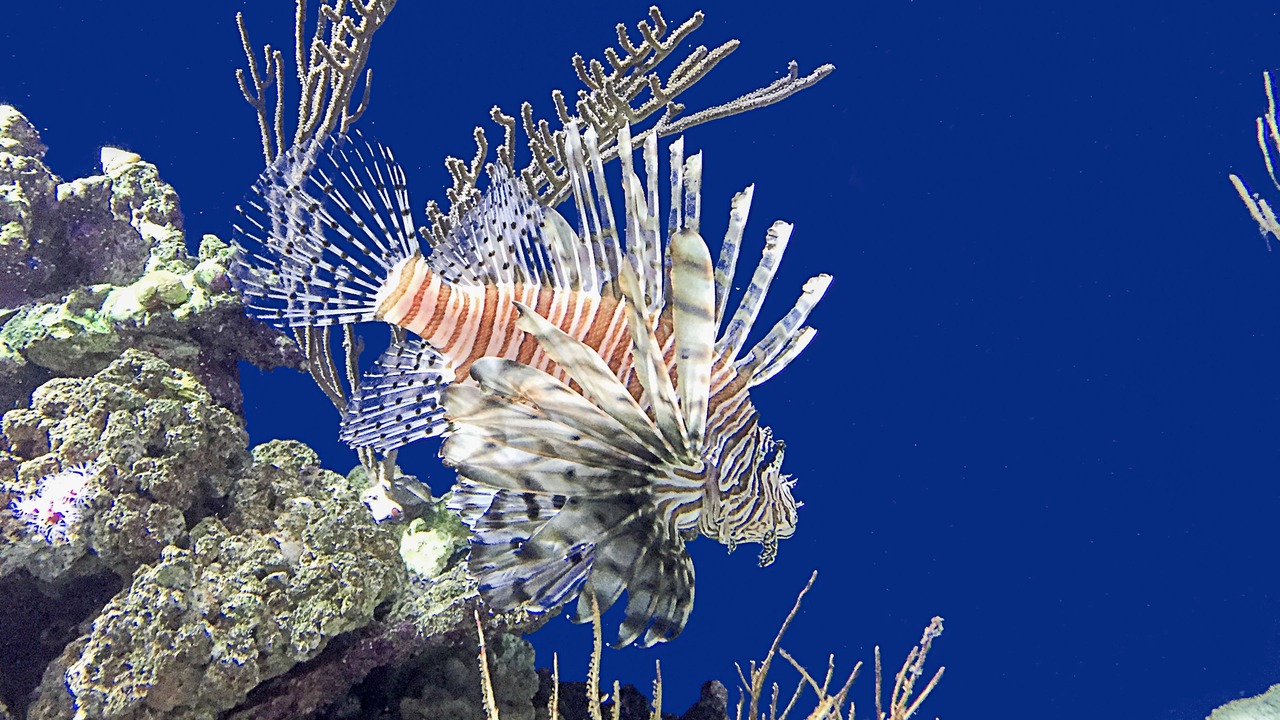 Photo of Others in Monterey