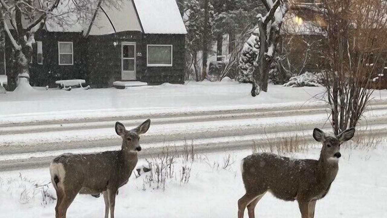 Photo of Others in McCall
