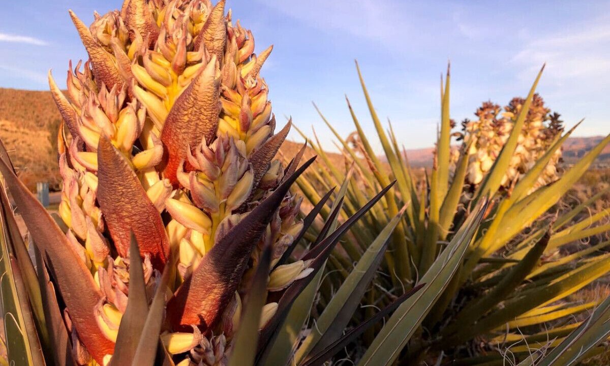 Photo of Others in Joshua Tree