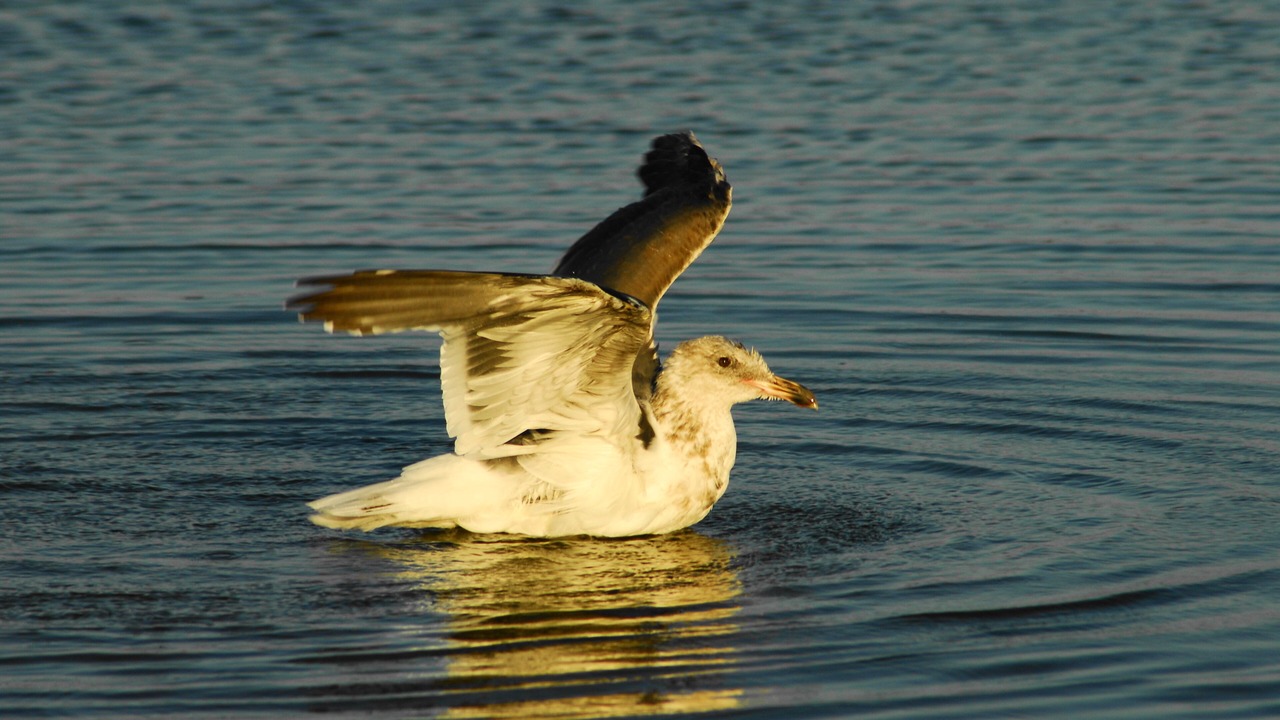 Photo of Others in Pajaro Dunes