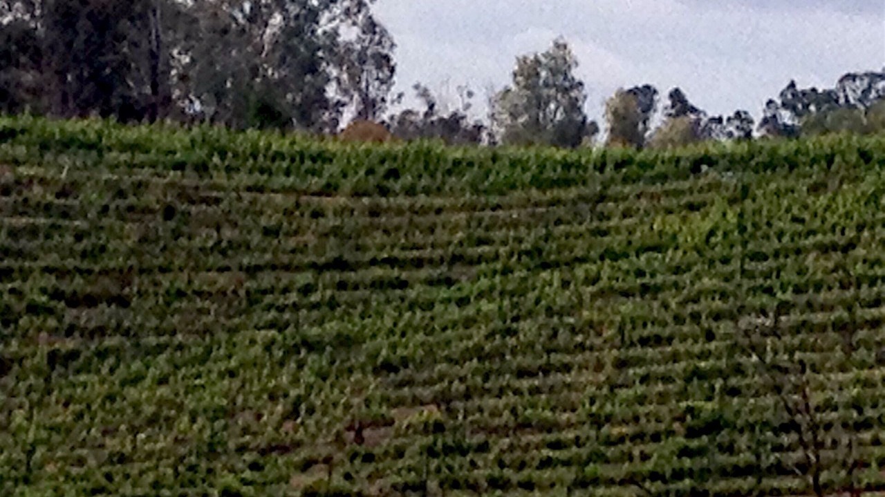 Photo of Others in Temecula