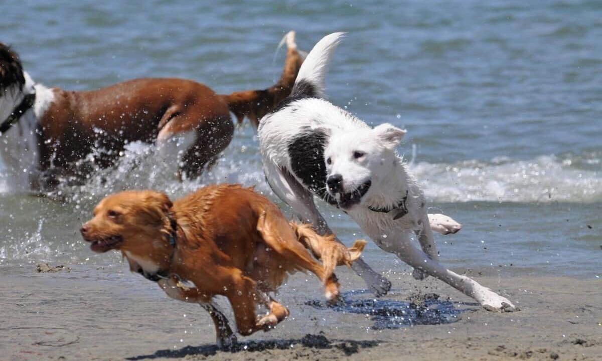 Photo of Others in Ocean Beach